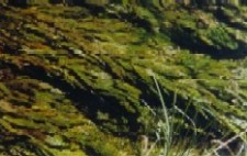 Potamogeton alpinus